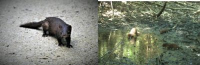 mink photos